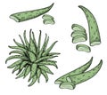 Aloe vera vector set. Heap of aloe leaf slices. Medicinal ayurveda herb arrangements. Hand drawn sketch graphic Royalty Free Stock Photo