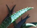 Aloe vera  vert closeup shot Royalty Free Stock Photo