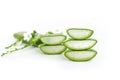 Aloe Vera very useful herbal medicine for skin treatment and us