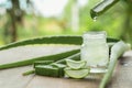 Aloe Vera very useful herbal medicine for skin treatment and use in spa for skin care. herb in nature Royalty Free Stock Photo