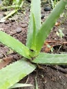 Aloe Vera vilage Royalty Free Stock Photo