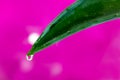 Aloe vera with water drop and shiny background