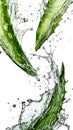 aloe vera with water splashes isolated on white background. The concept of hydration, a plant with medicinal and healing