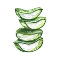 Aloe vera. Watercolor illustration. Sliced aloe vera slices. For labels and packaging of cosmetology and medicine