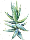 Aloe vera. Watercolor vector succulent aloe.