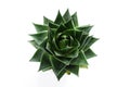 Aloe vera Royalty Free Stock Photo