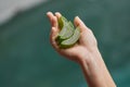 Aloe Vera. Woman Hand Holding Leaf Of Aloe Vera Plant Royalty Free Stock Photo