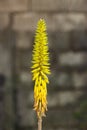 Aloe vera yellow flower in bloom fireworks lookalike shape colorful Royalty Free Stock Photo