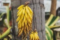 Aloe vera yellow flowers growing on the street. Royalty Free Stock Photo