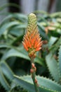 Aloe vera young flower