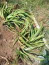 Aloe vers is stemless or very short stemmed