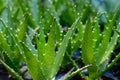 Aloe plant closeup full frame green background photography