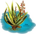 Aloe