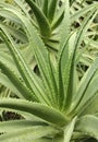 Aloe with water droplets Royalty Free Stock Photo