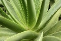 Aloe with water drops Royalty Free Stock Photo