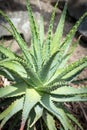 Aloe x spinosissima. Spider Aloe beautiful plant Royalty Free Stock Photo