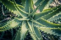 Aloe x spinosissima. Spider Aloe beautiful plant Royalty Free Stock Photo