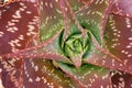 Aloeaceae, Aloe Saponaria, South African plant