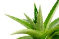 Aloes Royalty Free Stock Photo
