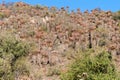 Aloes Dozens Hillside Color