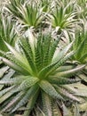 Aloes field background