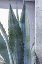 These aloes are frequently grown as ornamentals