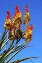 Aloes in a garden