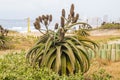 Aloes Growing on Dunes as Part of Rehabilitaiton on Duban Beachfront Royalty Free Stock Photo