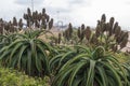 Aloes Growing on Dunes as Part of Rehabilitaiton on Duban Beachfront Royalty Free Stock Photo