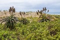 Aloes Growing on Dunes as Part of Rehabilitaiton on Duban Beachfront Royalty Free Stock Photo