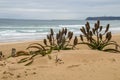 Aloes Growing on Dunes as Part of Rehabilitaiton on Duban Coastline Royalty Free Stock Photo