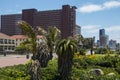 Aloes Growing on Dunes at Durban Beachfront Royalty Free Stock Photo