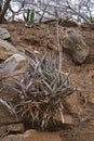 Aloes growing in a rocky bank #2