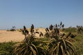 Aloes Growing on Sand Dunes as Rehabilitation on Durban Beachfrong Royalty Free Stock Photo