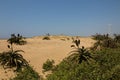 Aloes Growing on Sand Dunes as Rehabilitation on Durban Beachfrong Royalty Free Stock Photo