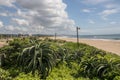 Aloes Growning on the Sand Dunes at Durban Beachfront Royalty Free Stock Photo