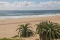 Aloes Growning on the Sand Dunes at Pristine Beach Royalty Free Stock Photo