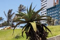 Aloes and Palms Growing on Grassy Bank at Durban Beachfront