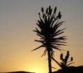 Aloe silhouette Royalty Free Stock Photo