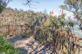 Aloes at a viewpoint at Gods Window