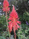 Aloes in Winter 2