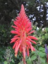 Aloes in Winter