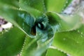 Aloevera Royalty Free Stock Photo