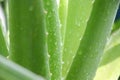 Aloevera green leaves with water drops freshness in nature background