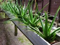 Aloevera or lidah buaya plants Royalty Free Stock Photo