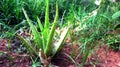Aloevera Plant at Home