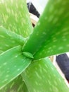 Aloevera plant new emerging leaf Royalty Free Stock Photo