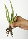 Aloevera plant with roots