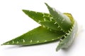 Aloevera on the table Royalty Free Stock Photo