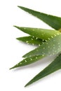 Aloevera on the table